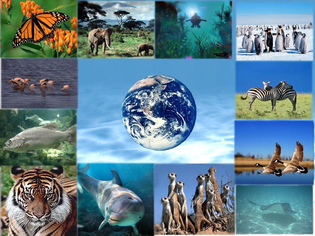 IMPORTANCIA BIODIVERSIDAD MEXICO MUNDO importancia biodiversidad mexico mundo: